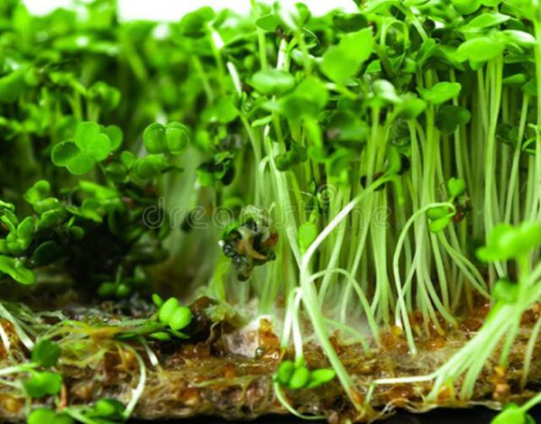 kentsel-tarim-kentsel-ciftcilik-hidrofonik-microgreen-3